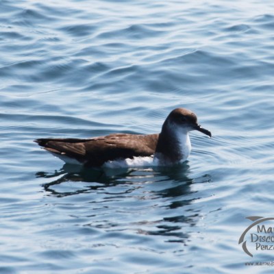 manx shearwater
