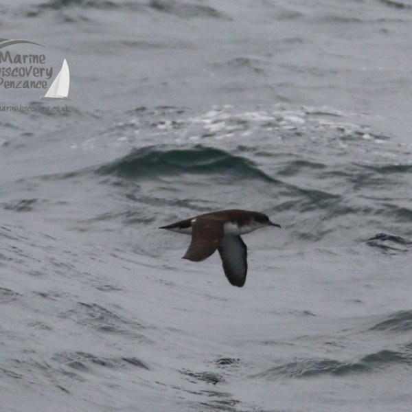 manx shearwater
