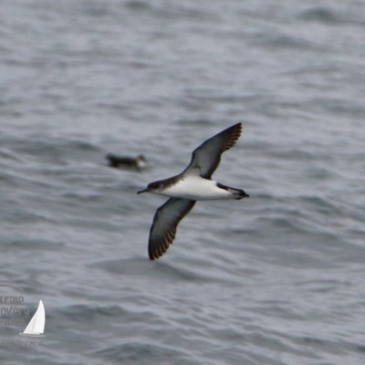 Bird in flight over ocean with another distant bird on water.