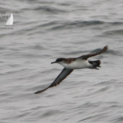 A bird gliding over the sea with wings spread wide against gray, wavy water.