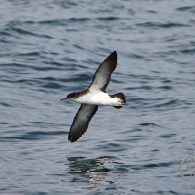 A bird with dark wings flies over rippling blue water.
