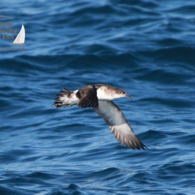 A bird flying over deep blue ocean waves on a sunny day.