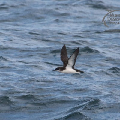 A black and white seabird flying low over the ocean waves.