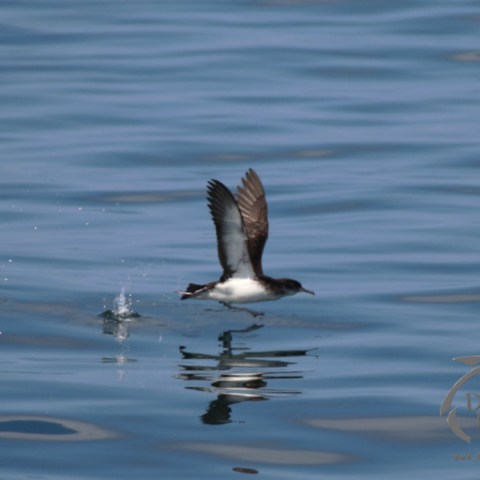 manx shearwater