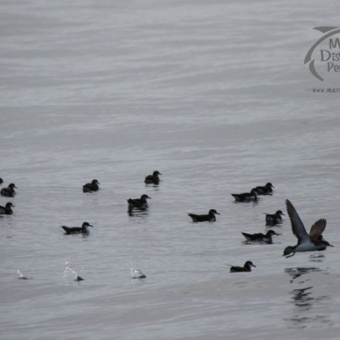 Flock of shearwaters floating on water, with one bird flying above them.