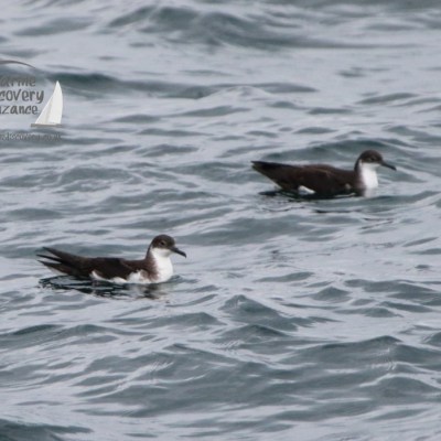Two dark-feathered seabirds with white undersides floating on rippling water.