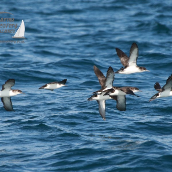 manx shearwaters