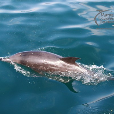 Dolphin swimming in clear blue water with logo overhead.