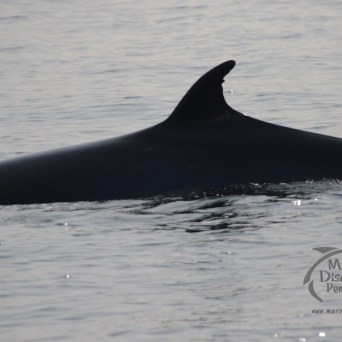 A whale's dorsal fin protrudes from the water's surface, with calm ocean waves surrounding it.