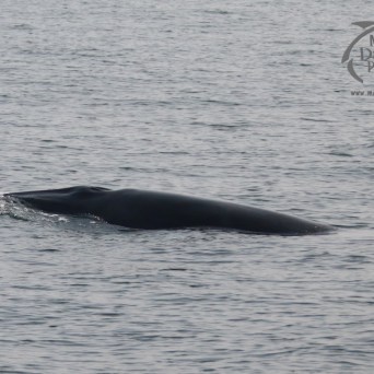Whale surfacing in calm water