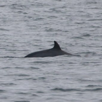 minke whale