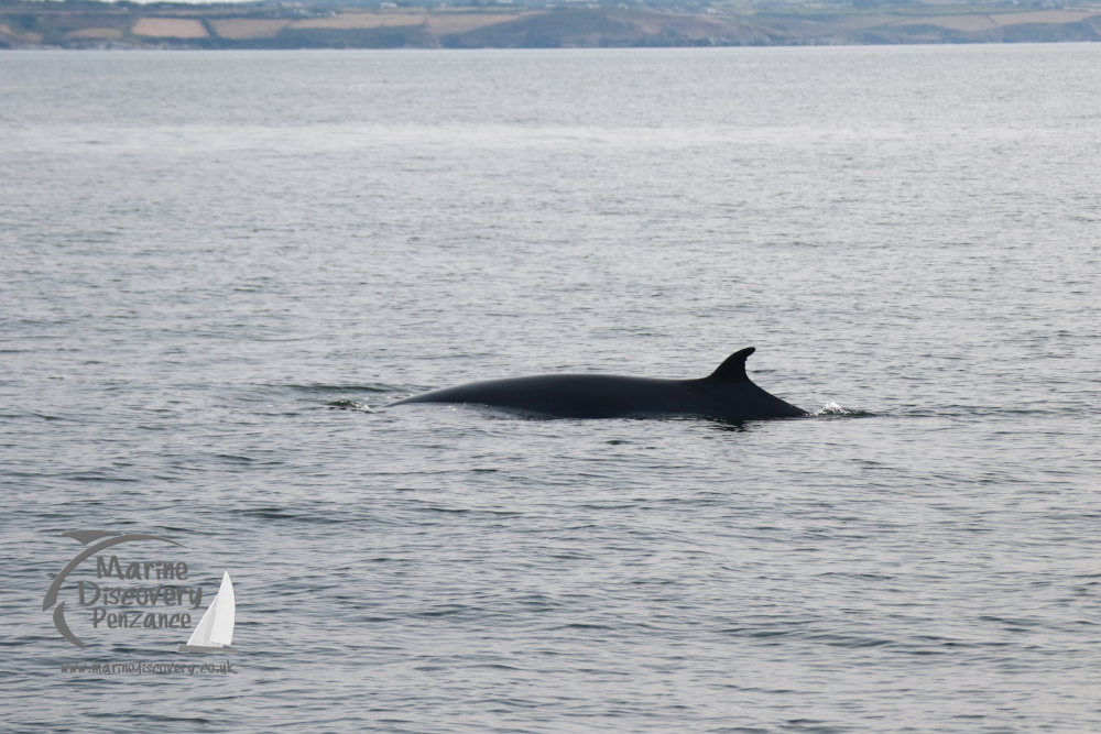 A whale's back and dorsal fin visible above calm ocean water.