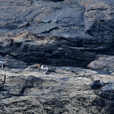 Three oystercatchers with orange beaks walking on rocky terrain.