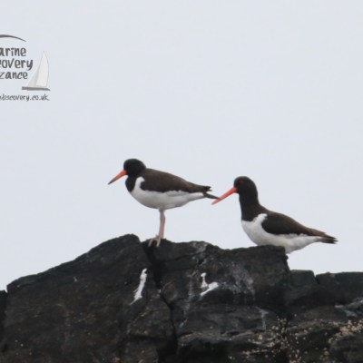 Two oystercatchers with orange beaks standing on a rocky outcrop against a gray sky.