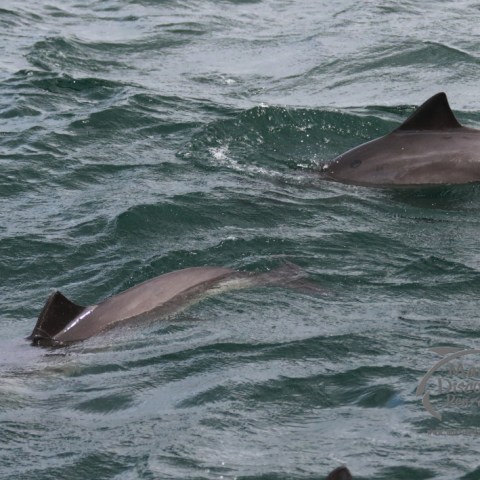 porpoise duo