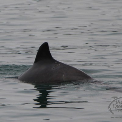 A porpoise fin emerging from calm ocean waters.