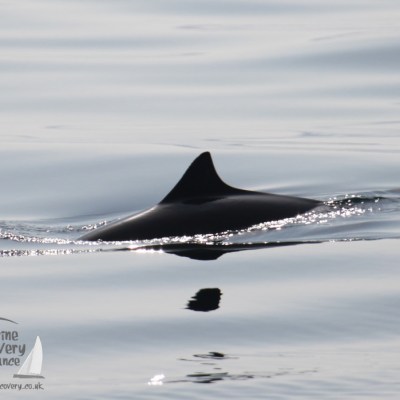 harbour porpoise