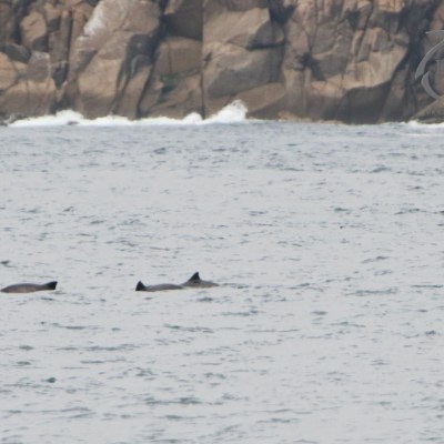 Four porpoises swimming near rocky shore.