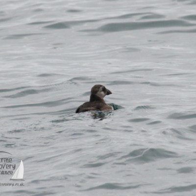 puffin swimming in open water with rippling waves in the background.