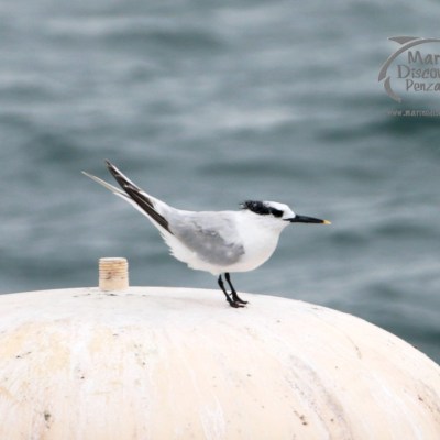 Tern perched on a buoy with ocean background.
