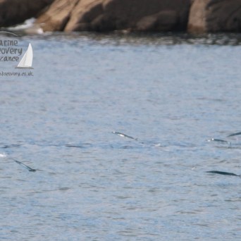 Fish swimming near water surface with rocky shore in background.
