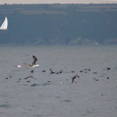 Seabirds flying and floating on the ocean with distant shoreline backdrop.