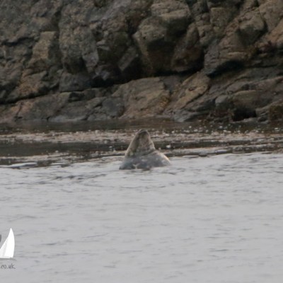 Seal peeking above water near rocky shore.