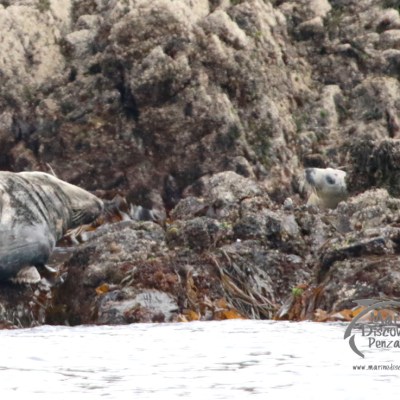 Two seals on rocky shore, one lying down, one peeking from rocks.
