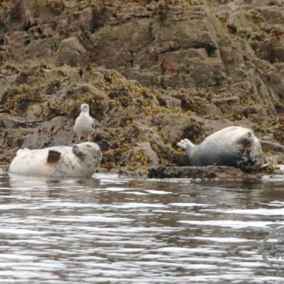 Two seals and a bird on a rocky shore next to calm water.