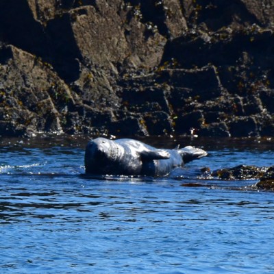 Seal resting on rocks near the water's edge under a clear blue sky.