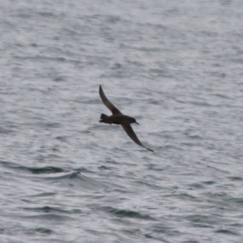 sooty shearwater