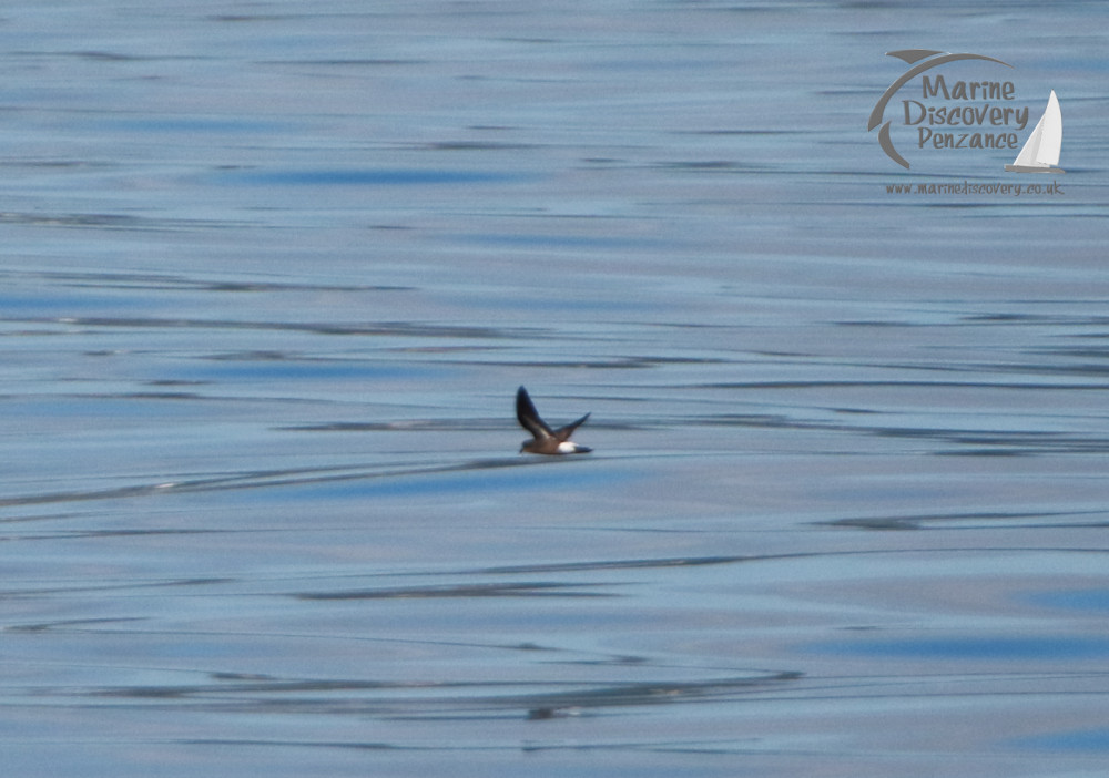 storm petrel
