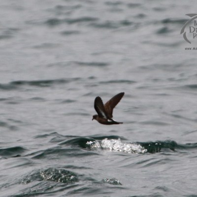 Storm petrel bird in flight over the ocean, with wings outstretched above choppy waves.