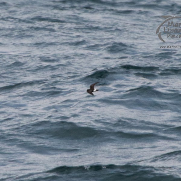 storm petrel