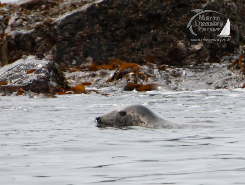 Seal's head above water near rocky shoreline with seaweed.