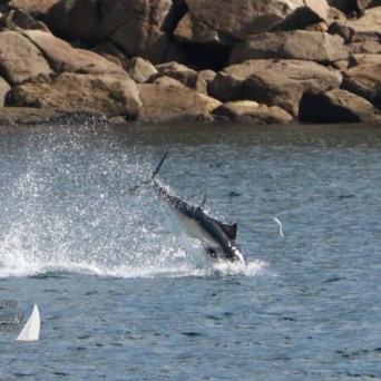 Fish jumping out of the water near rocky shore background.
