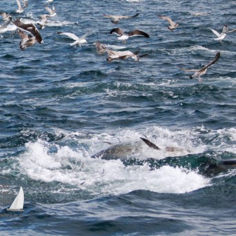 tuna and seabirds hunting
