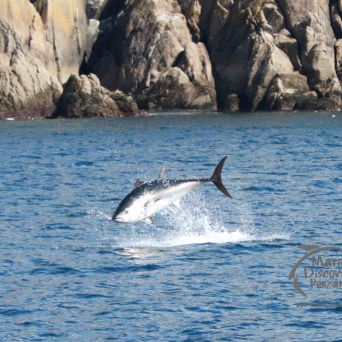 Tuna fish leaping from water near rocky coastline.