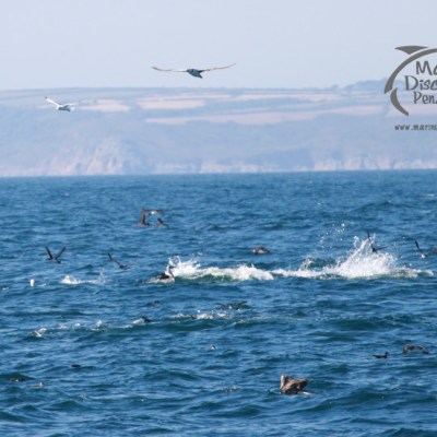 Seagulls flying over the ocean with splashes and distant cliffs on a clear day.