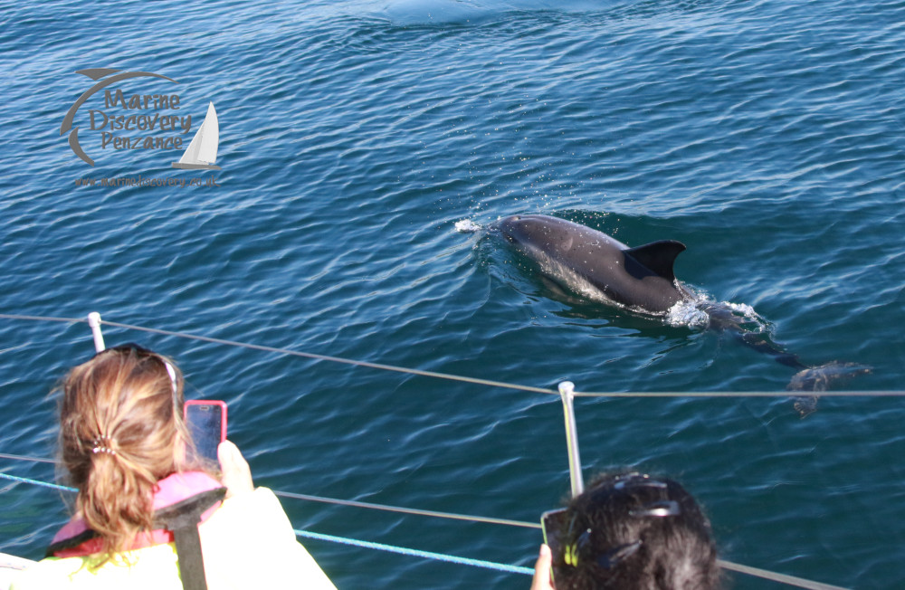 watching common dolphins