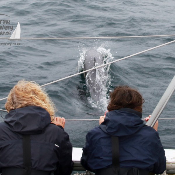 Two people on a boat observe a dolphin swimming nearby in the ocean.