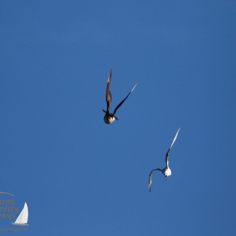 An arctic skua chasing a kttiwake