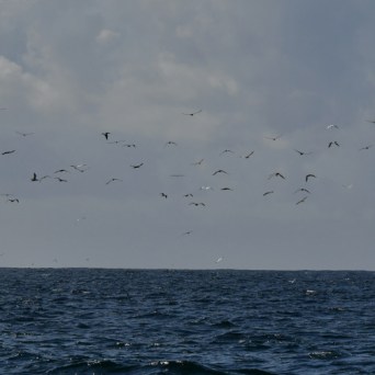 Flock of birds flying over the ocean under a cloudy sky.