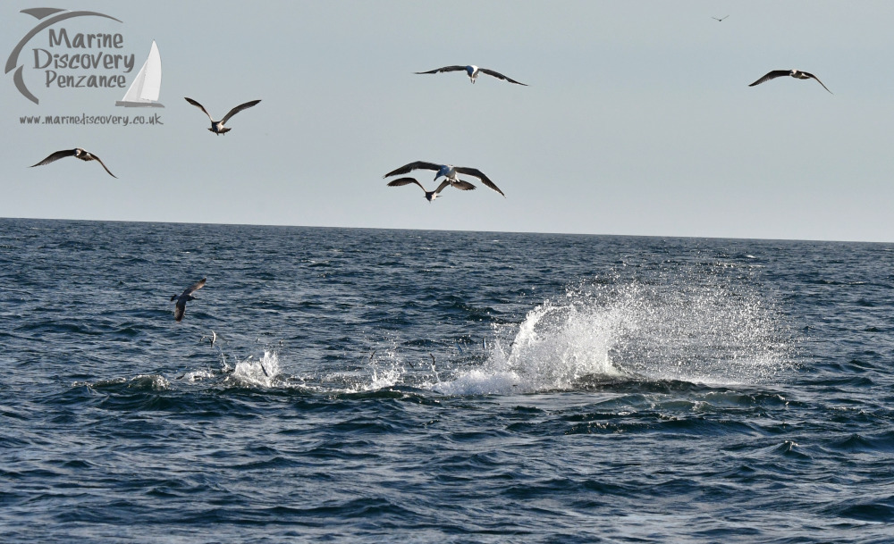 Bluefin tuna feeding