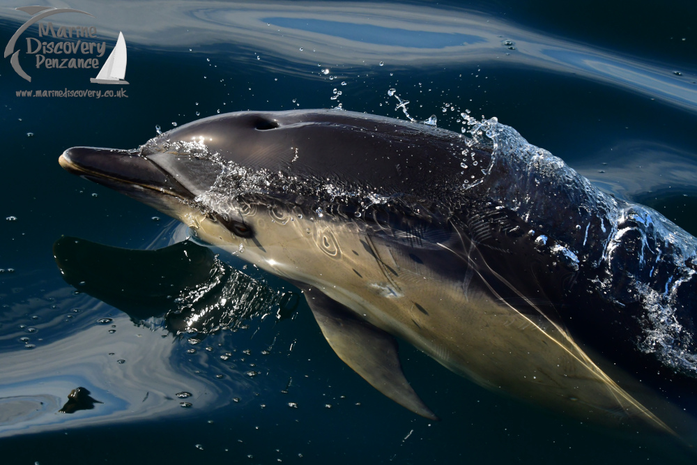 Dolphin swimming near surface with water splashing over its head.