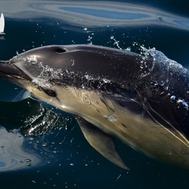 Dolphin swimming near surface with water splashing over its head.