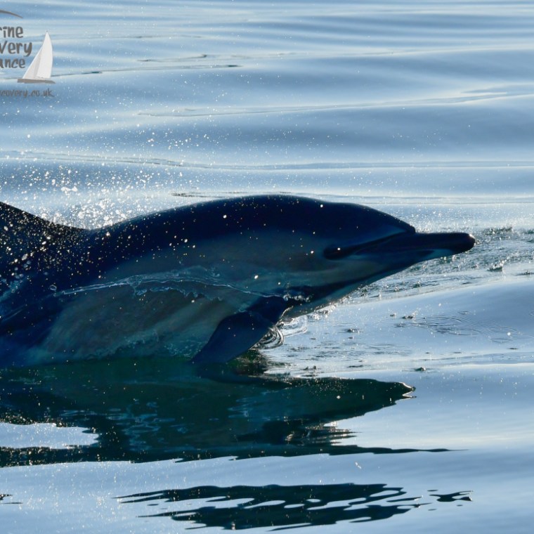 A dolphin swimming near the surface of calm ocean water, creating splashes.