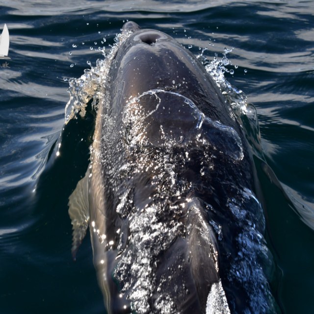 Dolphin surfacing in calm blue water with visible dorsal fin and blowhole.