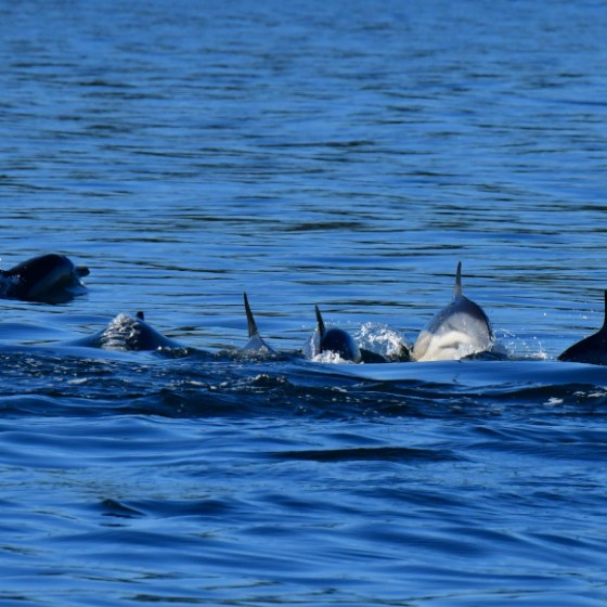 Several dolphins swimming in blue ocean water with fins and backs visible.