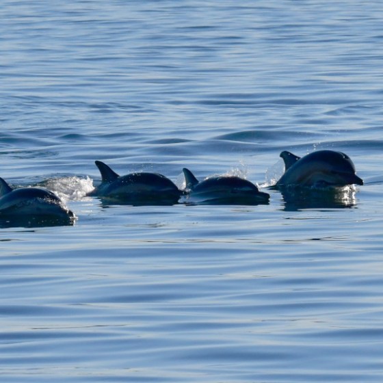 Four dolphins swimming in the ocean, casting reflections on the calm water surface.